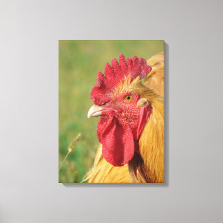 Buff Orpington Rooster Canvas Print