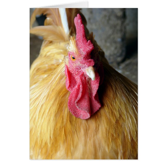 Buff Orpington Rooster Cards (Front)