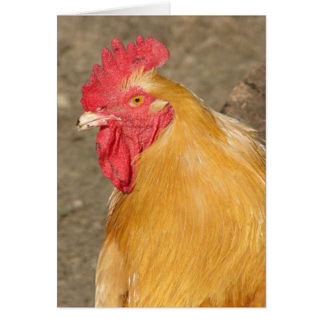 Buff Orpington Rooster Named Brutus Cards (Front)