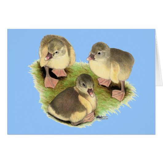 Buff Pomeranian Goslings Cards (Front Horizontal)