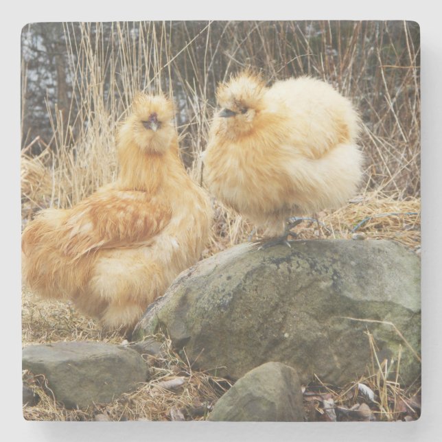 Buff Silkie Chickens Coaster (Front)