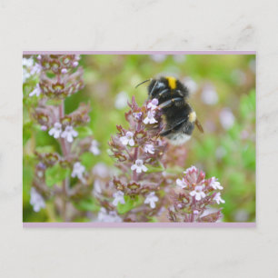 Buff-Tailed Bumblebee on Garden Thyme Postcard