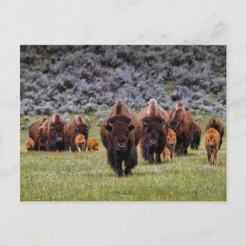 Buffalo 2 Postcard