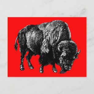 Buffalo American Bison Vintage Wood Engraving Postcard