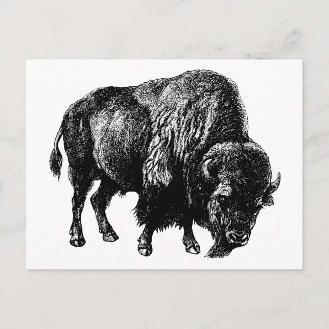 Buffalo American Bison Vintage Wood Engraving Postcard (Front)