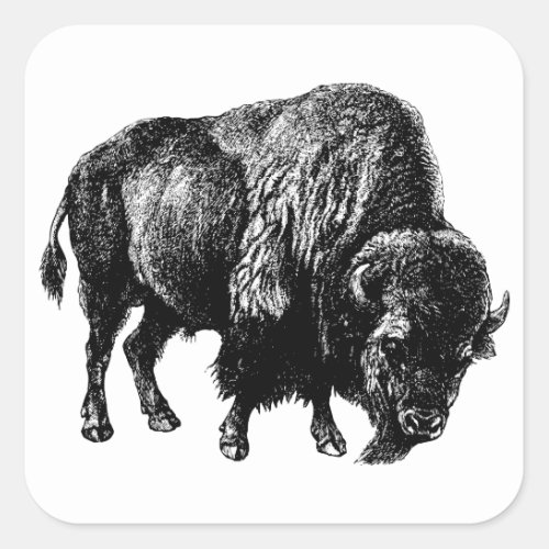 Buffalo American Bison Vintage Wood Engraving Square Sticker