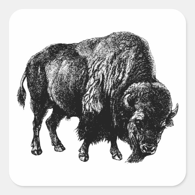 Buffalo American Bison Vintage Wood Engraving Square Sticker (Front)