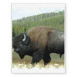 Buffalo and Bison Temporary Tattoos
