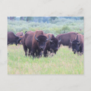 Buffalo at Grand Teton National Park Postcard
