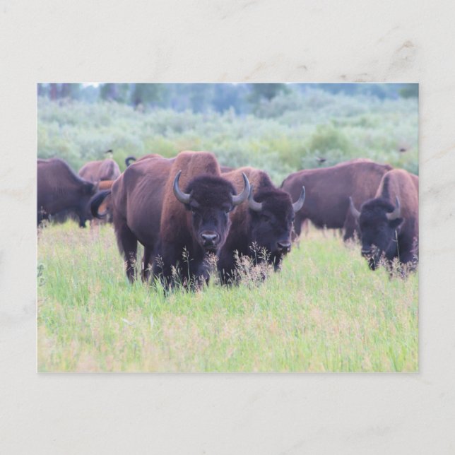 Buffalo at Grand Teton National Park Postcard (Front)