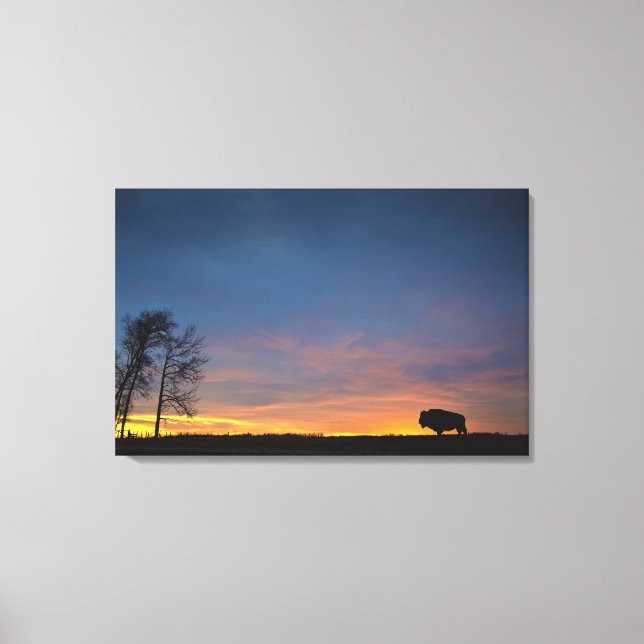 Buffalo At Sunset In Elk Island National Park Canvas Print (Front)