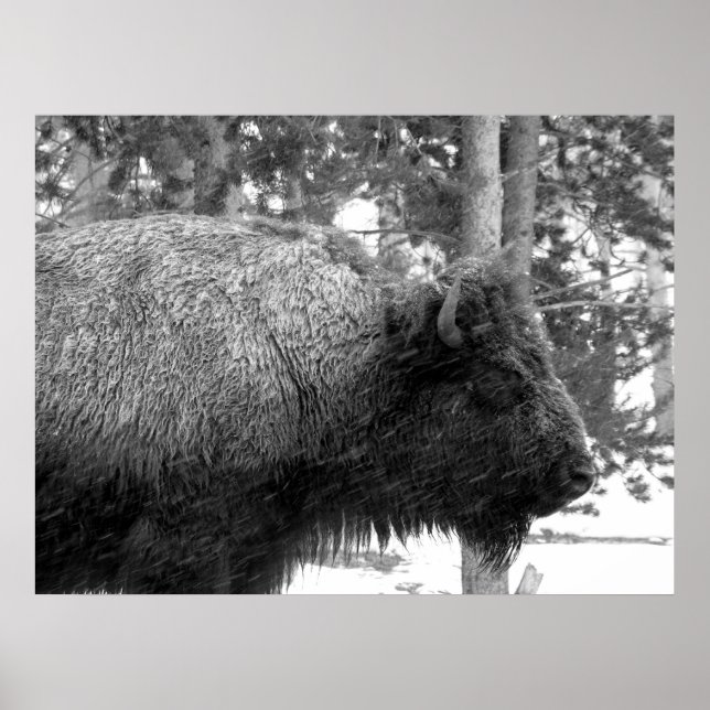 Buffalo at Yellowstone National Park Poster (Front)