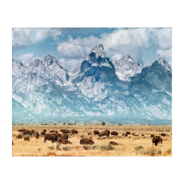 Buffalo Below the Grand Teton Mountains Acrylic Print (Front)
