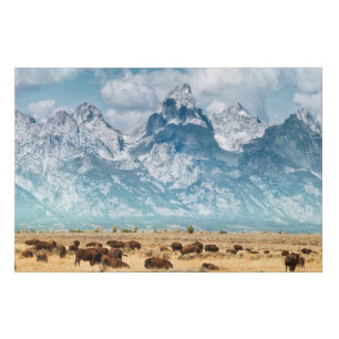 Buffalo Below the Grand Teton Mountains Faux Canvas Print
