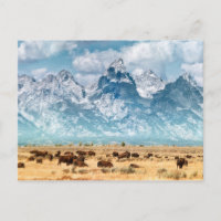 Buffalo Below the Grand Teton Mountains