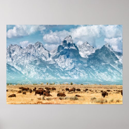 Buffalo Below the Grand Teton Mountains Poster