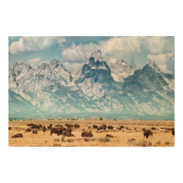 Buffalo Below the Grand Teton Mountains Wood Wall Art (Front)