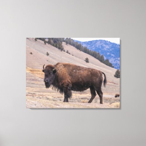 Buffalo Bison American Wildlife Canvas Print