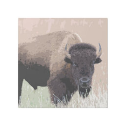 Buffalo / Bison Gallery Wrap