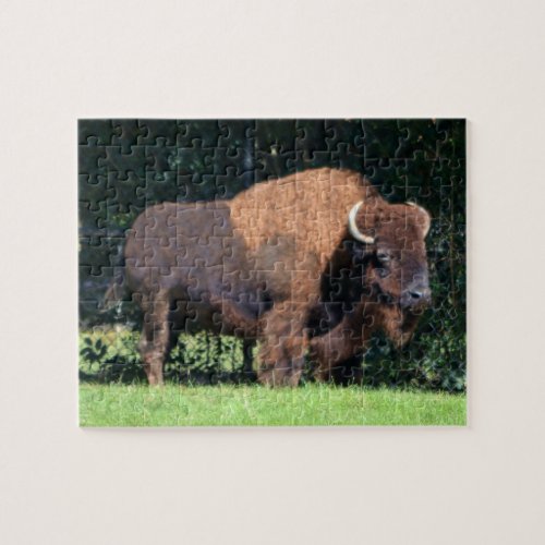 Buffalo Bison Kansas Oklahoma Wyoming Jigsaw Puzzle
