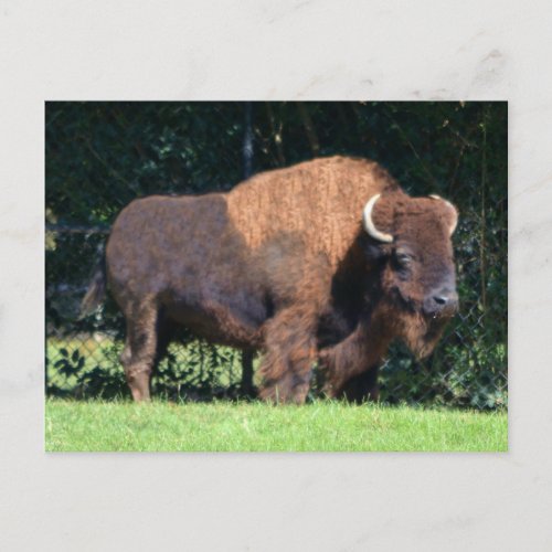 Buffalo Bison Kansas Oklahoma Wyoming Postcard