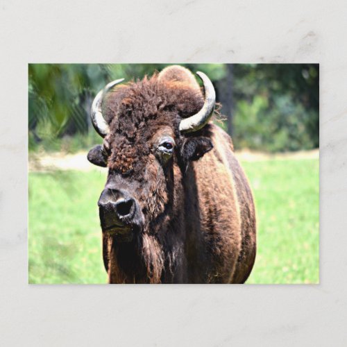 Buffalo Bison Postcard