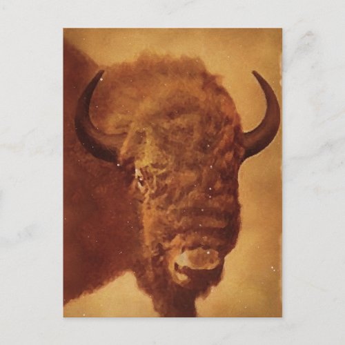 Buffalo  Bison Postcard