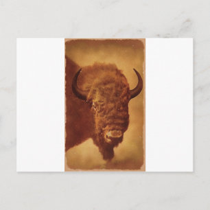 Buffalo / Bison Postcard