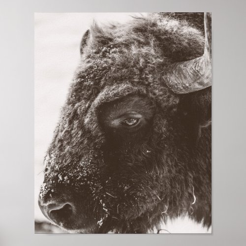 Buffalo Bison Print