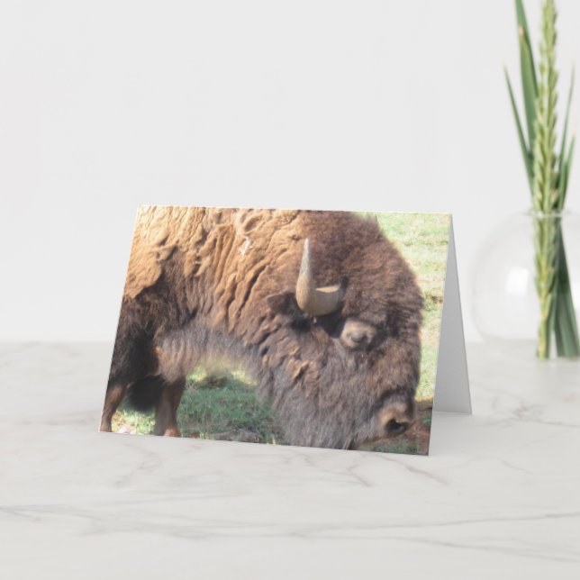 Buffalo Card (Front)