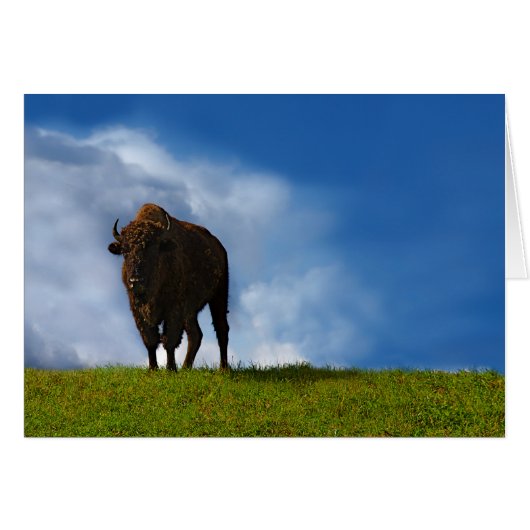 Buffalo Cards (Front Horizontal)