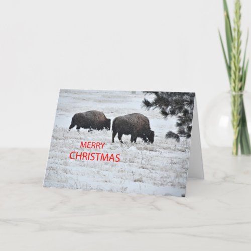 Buffalo Christmas Holiday Card
