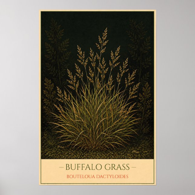 Buffalo Grass Poster (Front)