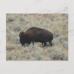 Buffalo, Grazing, Yellowstone, Photography Postcard