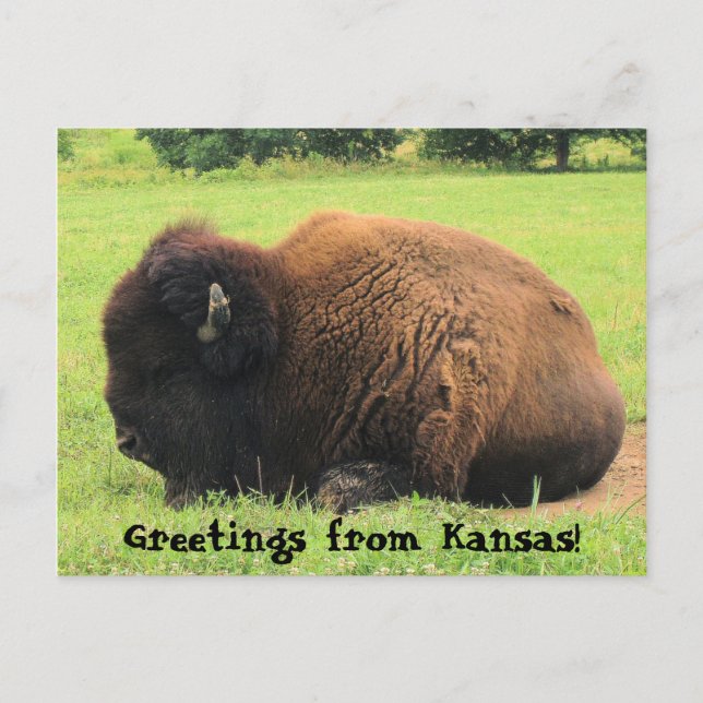 buffalo, Greetings from Kansas! Postcard (Front)