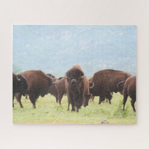 Buffalo Herd Photo Puzzle