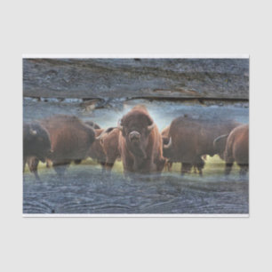 Buffalo Herd Tissue Paper