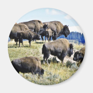 Buffalo Herd - Yellowstone National Park Magnet