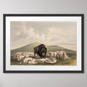 Buffalo Hunt, White Wolves Attacking a Buffalo Framed Art