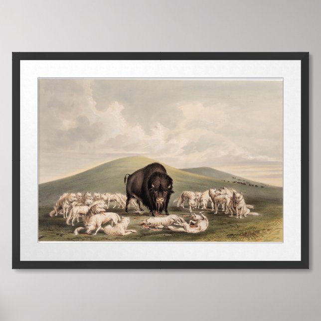  Buffalo Hunt, White Wolves Attacking a Buffalo  Framed Art (Framed Front)