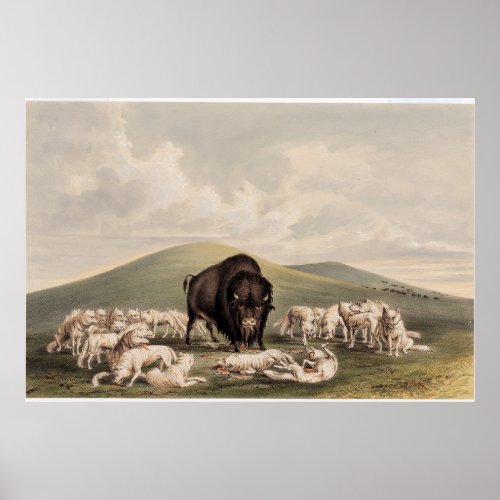  Buffalo Hunt White Wolves Attacking a Buffalo  Poster