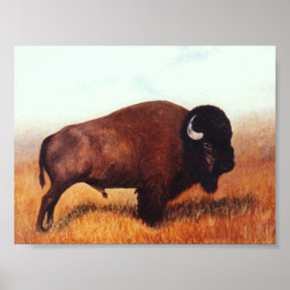 Buffalo III Poster