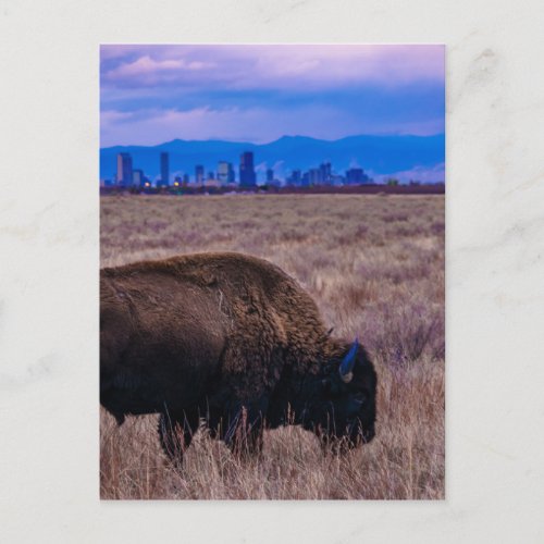 Buffalo in Denver Colorado Postcard