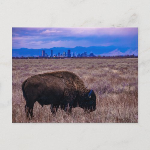 Buffalo in Denver Colorado Postcard