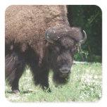 Buffalo in Field Square Sticker