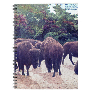 Buffalo in Golden Gate Park Vintage Postcard Notebook