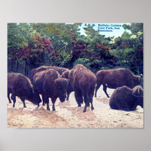 golden gate park posters