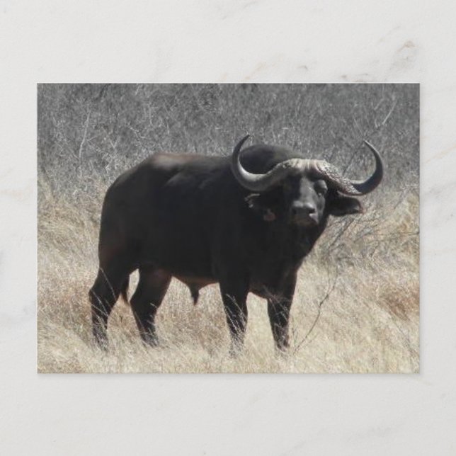 Buffalo In South Africa Postcard (Front)