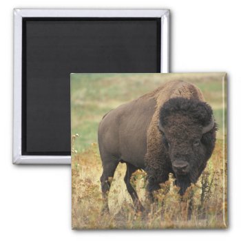 Buffalo Magnet by MarblesPictures at Zazzle