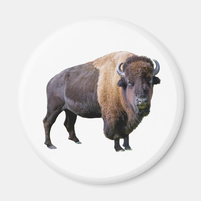 buffalo magnet (Front)